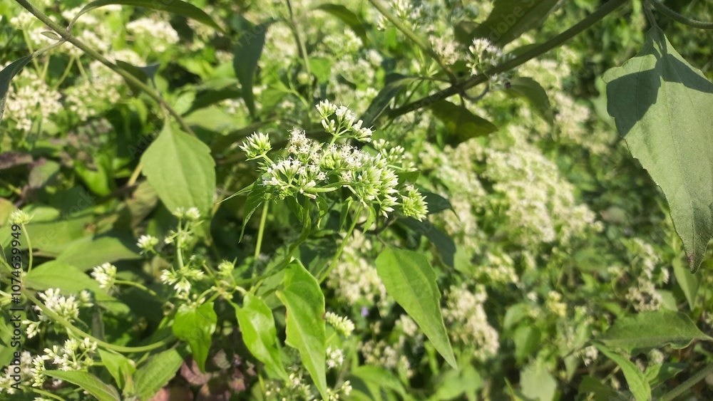 Mikania micrantha is a white flower in bell,
Mikania micrantha is a white flower in bell sky blue bacgraund blooming plant Mikania micrantha is a white flower in bell,
Mikania micrantha is a white flower in bell sky blue bacgraund blooming plant