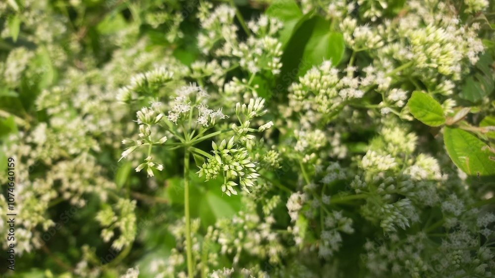 Mikania micrantha is a white flower in bell,
Mikania micrantha is a white flower in bell sky blue bacgraund blooming plant Mikania micrantha is a white flower in bell,
Mikania micrantha is a white flower in bell sky blue bacgraund blooming plant