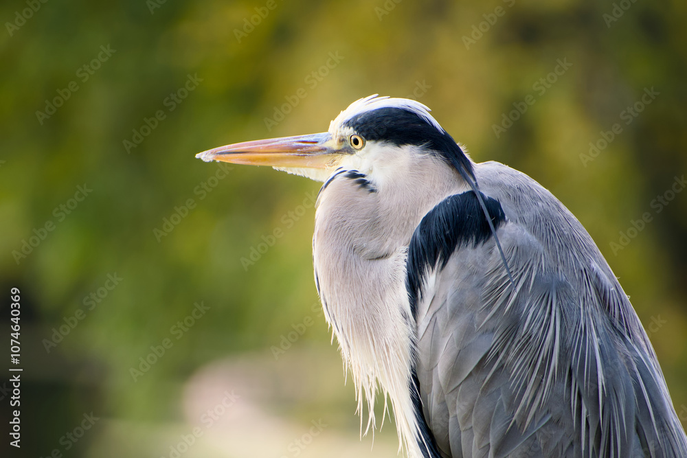 grey heron close-up portrait on the blurred background grey heron close-up portrait on the blurred background