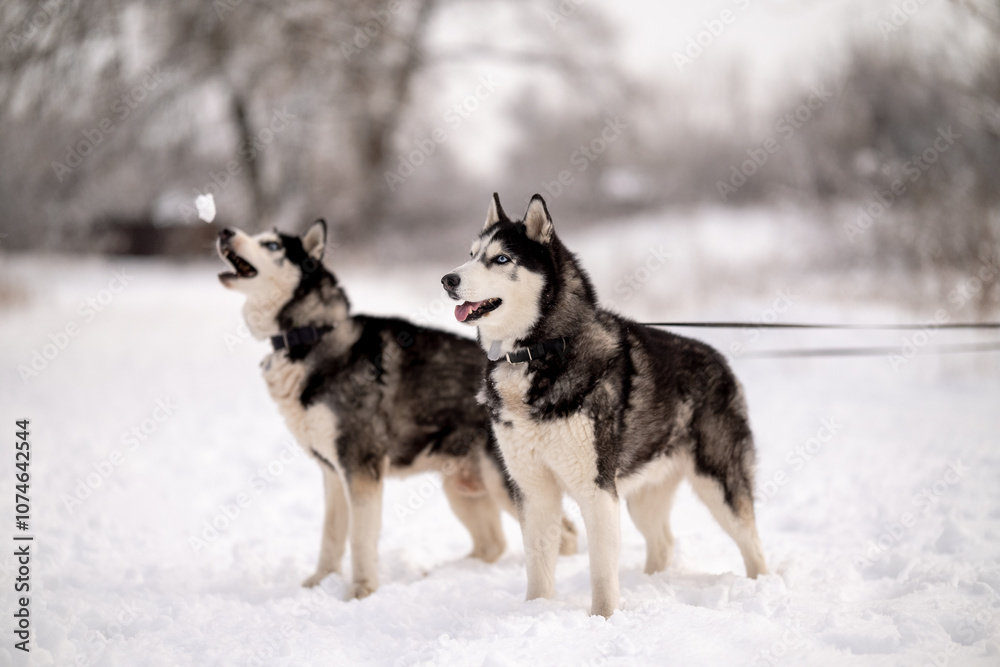 Women walk their husky dogs in the park in winter. Women walk their husky dogs in the park in winter.