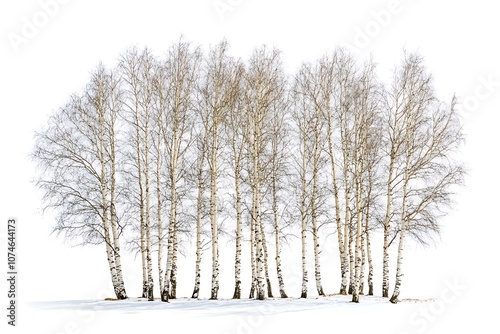 Wallpaper Mural Birch himalayan isolated on a white background, close up Torontodigital.ca