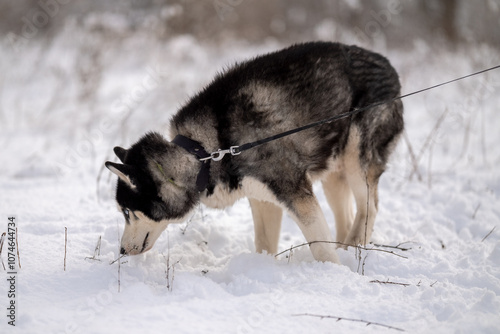 Walking with your pet husky in the park in winter. Friendship with a dog. Breeding and keeping a husky dog.