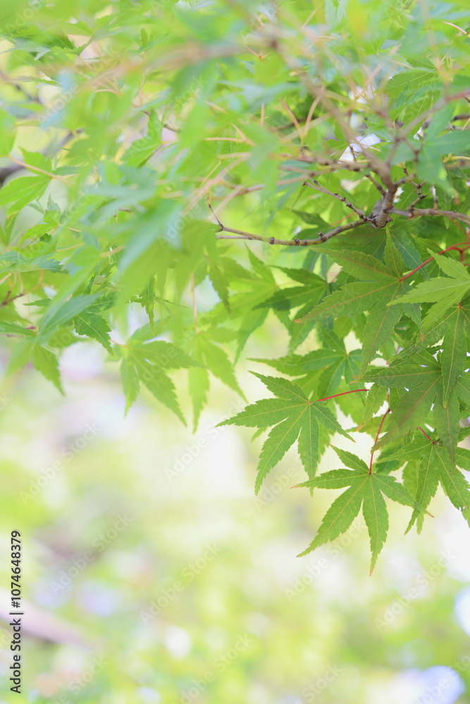 かえでの青葉 かえでの青葉
