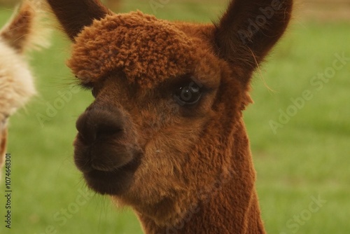 Close-up of a cute Brown fluffy friendly Alpaca in a Field photo