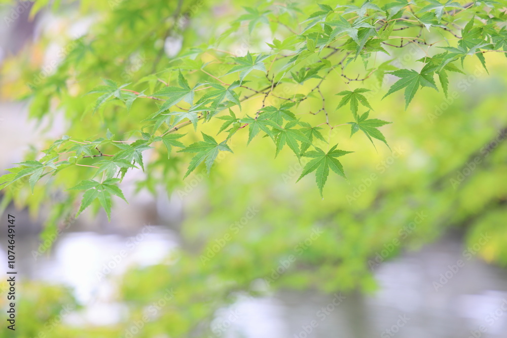 かえでの青葉 かえでの青葉