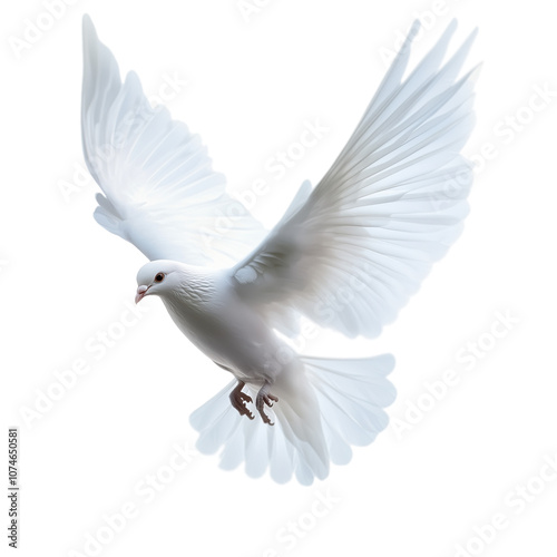 White dove flying isolated on transparent background