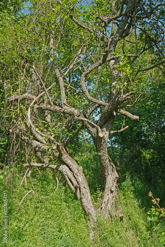 Gehölz