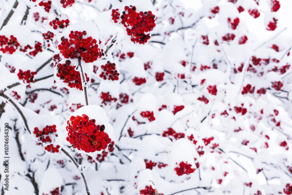 Seasonal winter nature background with red rowan berry under the snow Seasonal winter nature background with red rowan berry under the snow
