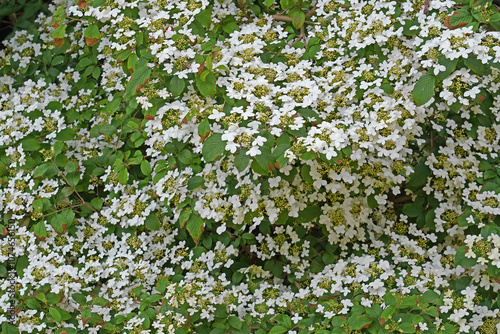 Blüten des Gemeinen Schneeballs