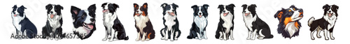 Border Collie pet isolated on white vector illustration. Set of cute Border Collie dog breed. Collection of canine characters with happy faces. Stylized border collie Dog Head Illustration in Vector 