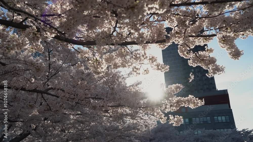 A Beautiful Cherry Blossom Tree is in Full Bloom Beneath a Clear Blue Sky A Beautiful Cherry Blossom Tree is in Full Bloom Beneath a Clear Blue Sky