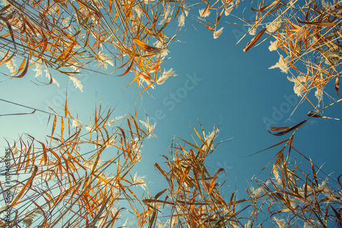 Bilde på lerret yellow reeds on the background of the blue sky. bottom view