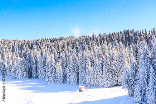 Forest pine trees covered by heavy snow photo