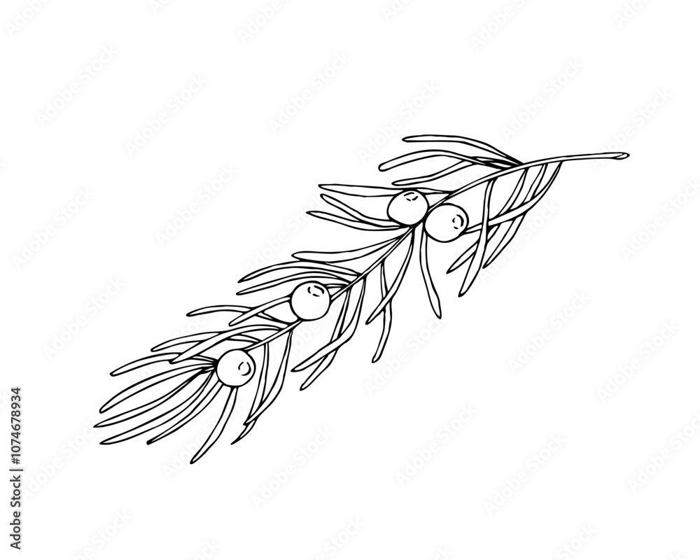 Linear doodle illustration of juniper. Hand drawn vector botanical, medicinal forest plant, and berries on white background. Christmas, winter and autumn graphic element. Linear doodle illustration of juniper. Hand drawn vector botanical, medicinal forest plant, and berries on white background. Christmas, winter and autumn graphic element.