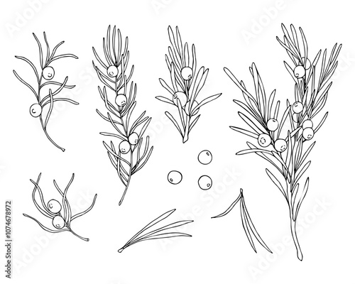 Set of linear doodle illustrations of juniper. Hand drawn vector botanical, medicinal forest plants, branches and berries on white background. Christmas, winter and autumn graphic elements.