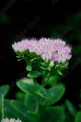 pink flower