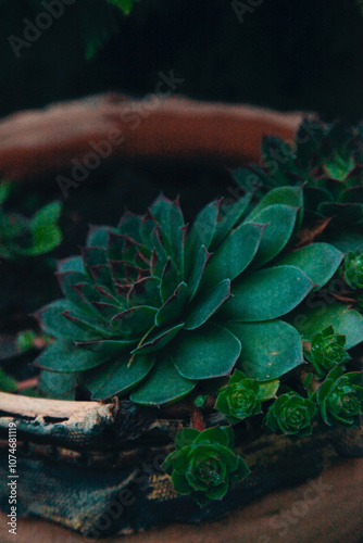 plant in a pot