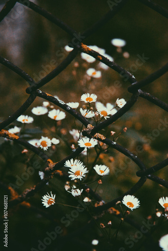 autumn leaves 