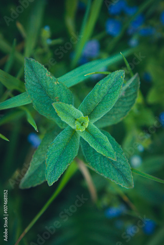 leaves in the garden
