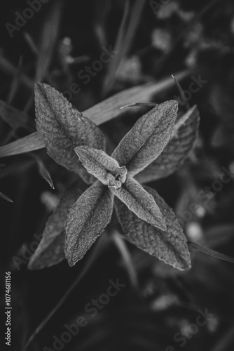 leaves on a black