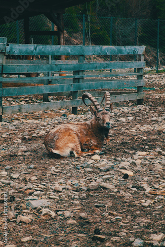 Goat in zoo