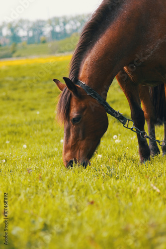 horse eating grass