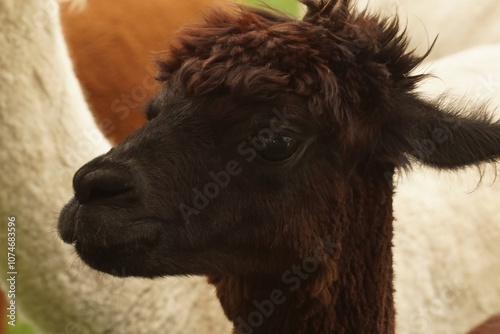 Close-up of a cute Black Alpaca photo