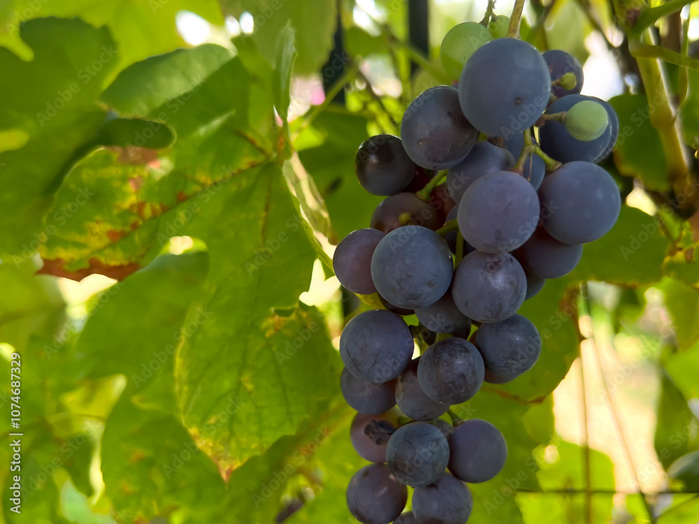 Grapes ripening on vines from a home plantation Grapes ripening on vines from a home plantation