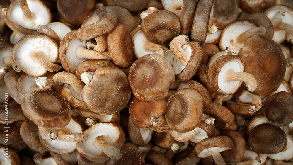 Organic Mushroom Harvest: Shiitake and Fresh Fungi Organic Mushroom Harvest: Shiitake and Fresh Fungi