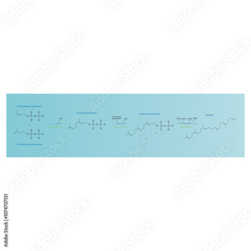 Diagram showing formation of Squalene via enzymatic reactions. Simple biochemical reaction illustration.