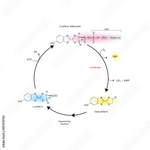 Diagram showing mechanism of action of Luciferin via Luciferase - causing Bioluminescence. Simple biochemical reaction scientific illustration.