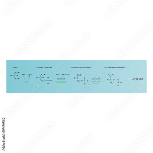 Diagram showing conversion of Glycerol to DAG and glycolysis - biochemical enzymatic reaction. Simple scientific illustration.