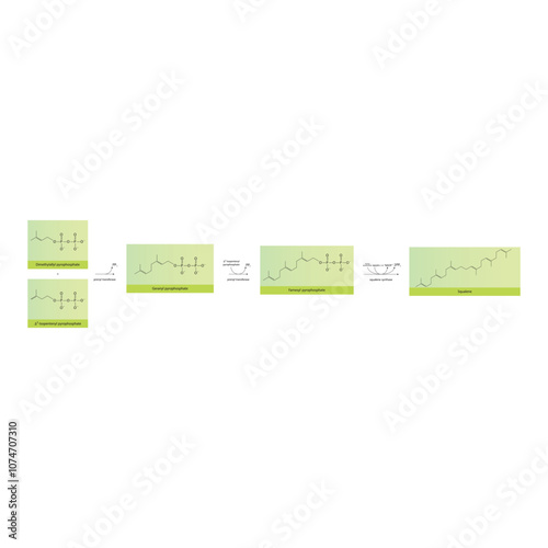 Diagram showing formation of Squalene via enzymatic reactions. Simple biochemical reaction illustration.