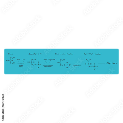 Diagram showing conversion of Glycerol to DAG and glycolysis - biochemical enzymatic reaction. Simple scientific illustration.