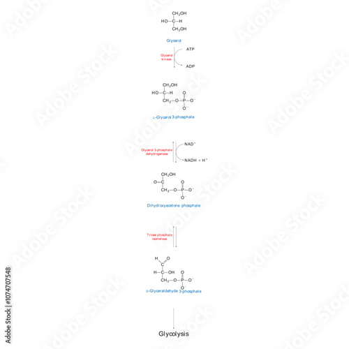 Diagram showing conversion of Glycerol to DAG and glycolysis - biochemical enzymatic reaction. Simple scientific illustration. photo