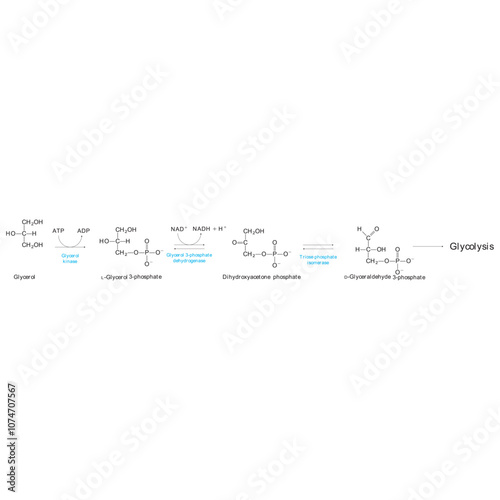 Diagram showing conversion of Glycerol to DAG and glycolysis - biochemical enzymatic reaction. Simple scientific illustration.