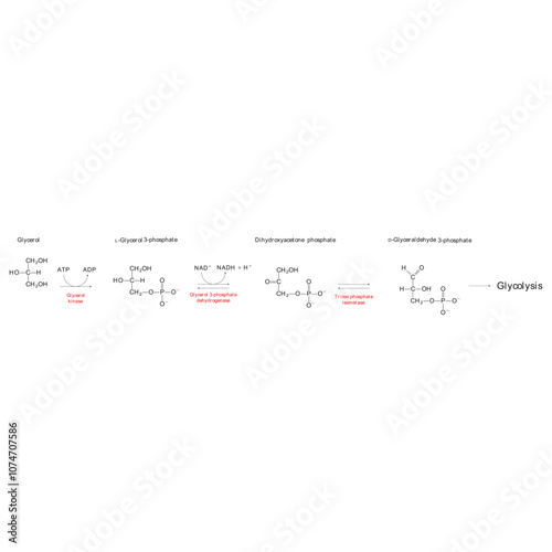 Diagram showing conversion of Glycerol to DAG and glycolysis - biochemical enzymatic reaction. Simple scientific illustration.