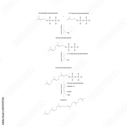 Diagram showing formation of Squalene via enzymatic reactions. Simple biochemical reaction illustration.