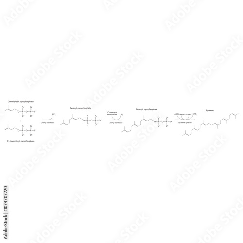 Diagram showing formation of Squalene via enzymatic reactions. Simple biochemical reaction illustration.