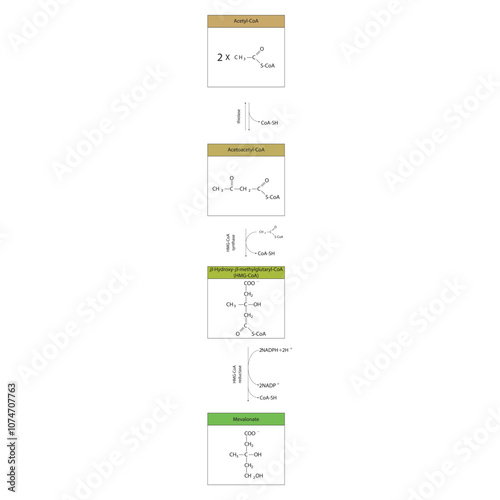 Diagram showing formation of mevalonate from acetyl-CoA via enzymatic reactions. Simple biochemical reaction illustration.