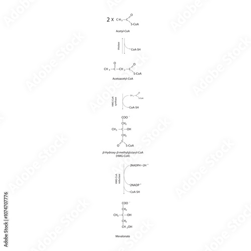 Diagram showing formation of mevalonate from acetyl-CoA via enzymatic reactions. Simple biochemical reaction illustration.