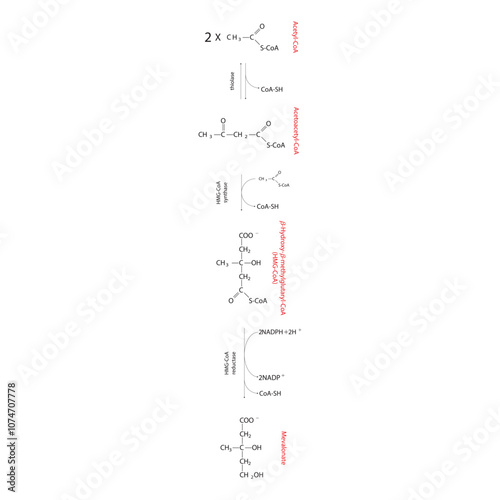 Diagram showing formation of mevalonate from acetyl-CoA via enzymatic reactions. Simple biochemical reaction illustration.