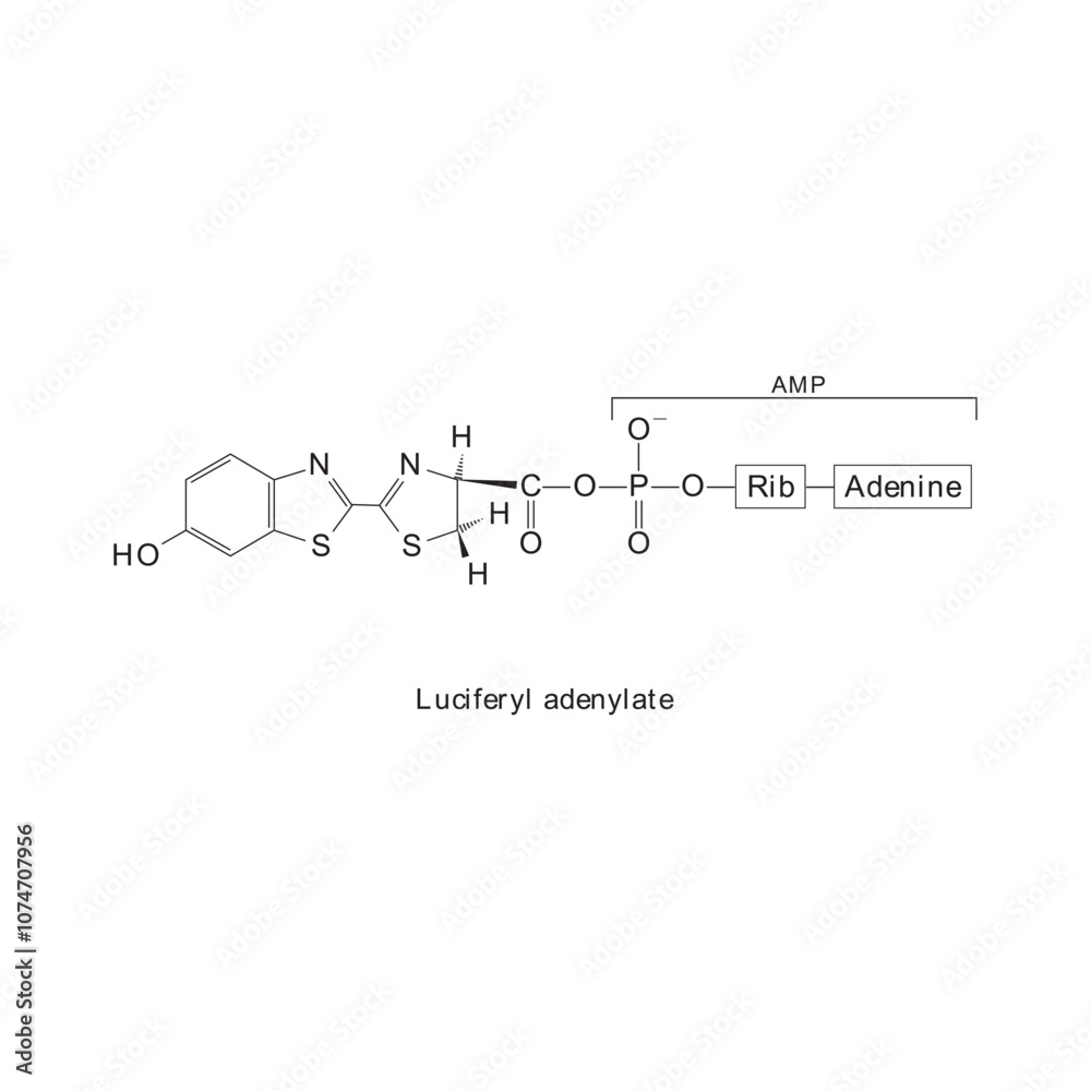 Luciferyl adenylate skeletal structure diagram.Organic molecule compound molecule scientific illustration. Luciferyl adenylate skeletal structure diagram.Organic molecule compound molecule scientific illustration.