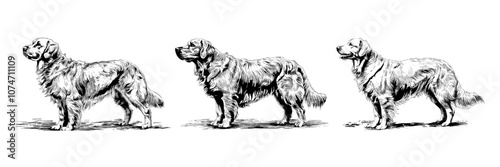 Golden retriever dog black ink sketch vector illustrations. Woolly shaggy assistant companion canine helper pet, engraving vintage retro hand drawn artworks isolated on white background