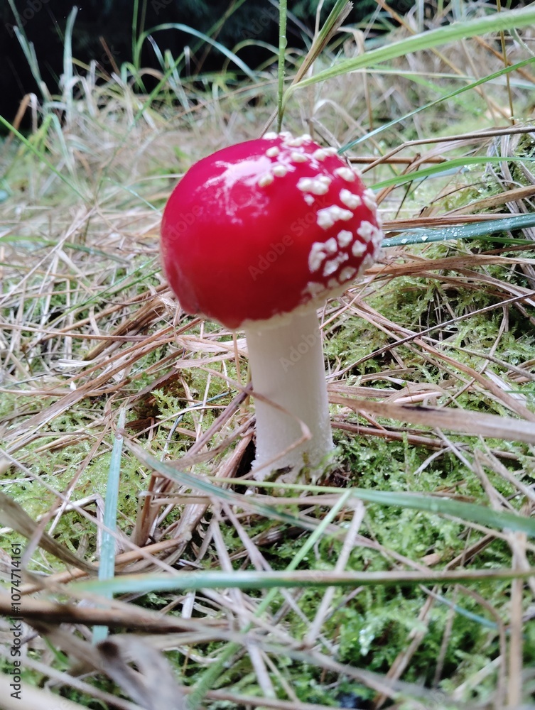 Forest Forest