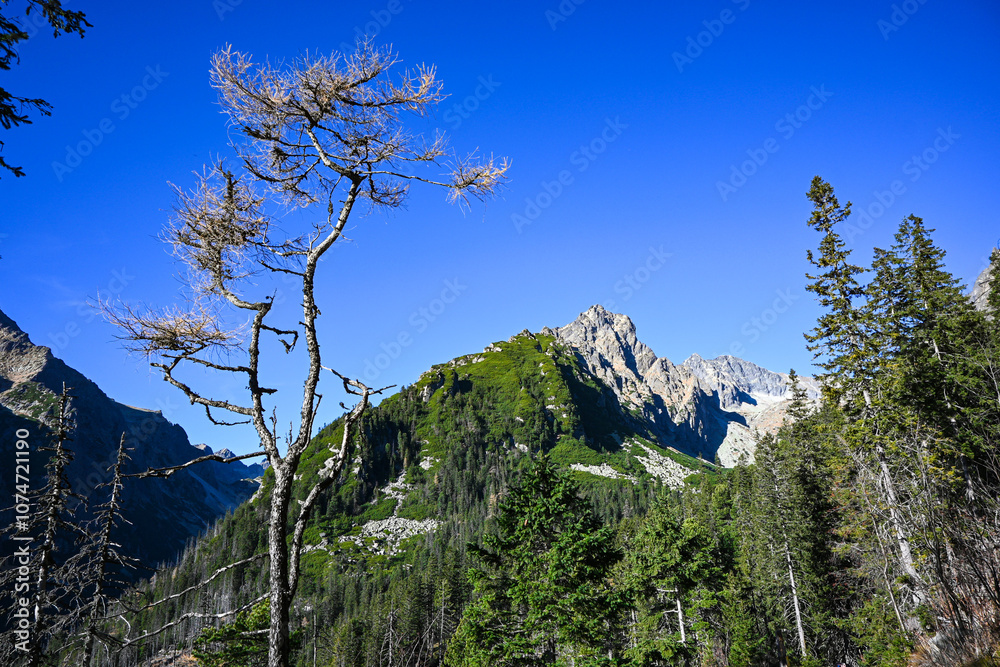 Obraz premium Golden larch trees frame a stunning mountain view beneath a vibrant blue sky, capturing the essence of autumn in the high tatras