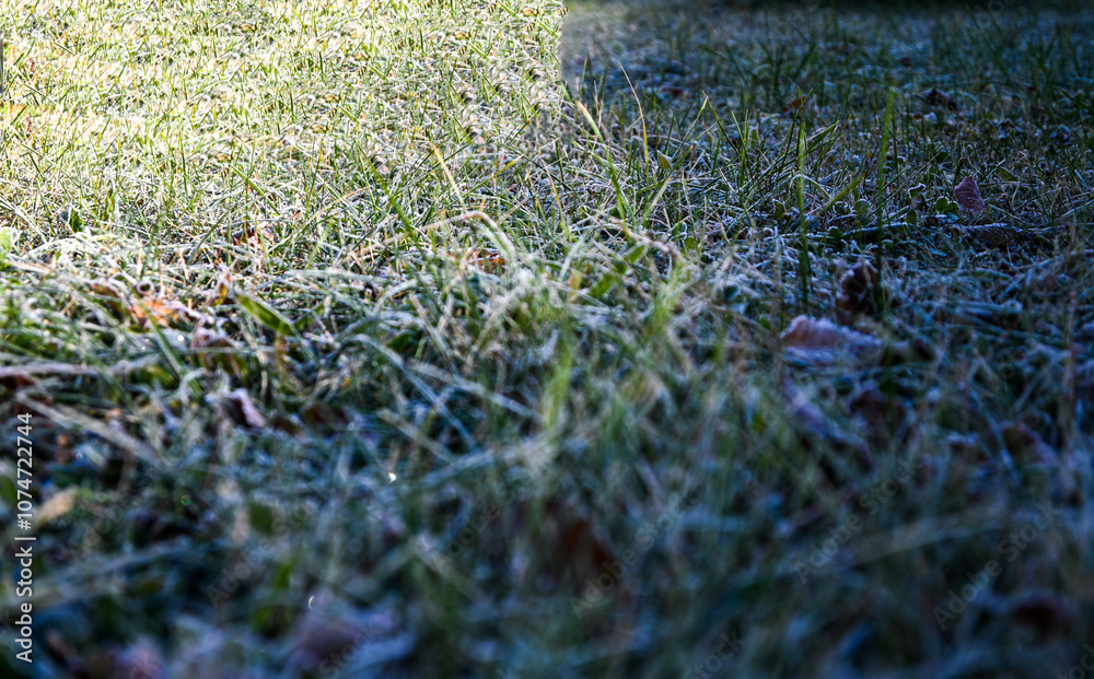 Obraz premium Close-up view of frozen grass blades covered in frost, glistening in the early morning sunlight