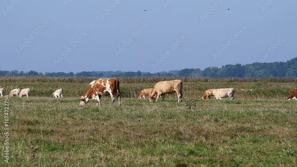 cow pasture - Idyllic landscape shot of a cow pasture on Rügen. The cows stand relaxed in the sun and enjoy the vastness of the island. It is a video excerpt of 7 seconds. The video is 38 MB in size. cow pasture - Idyllic landscape shot of a cow pasture on Rügen. The cows stand relaxed in the sun and enjoy the vastness of the island. It is a video excerpt of 7 seconds. The video is 38 MB in size.