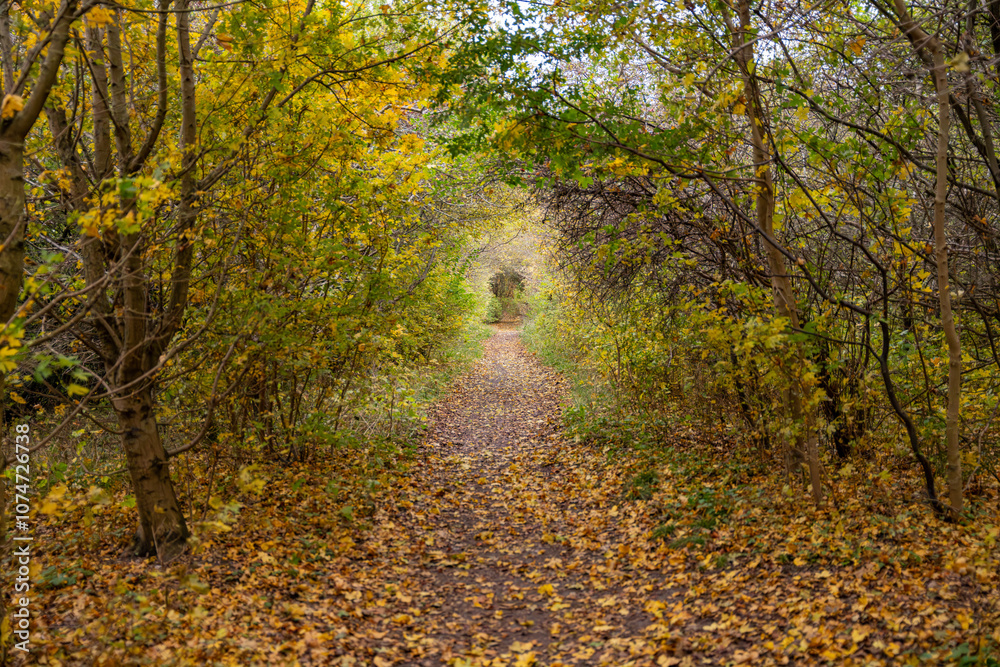 Obraz premium forêt en automne