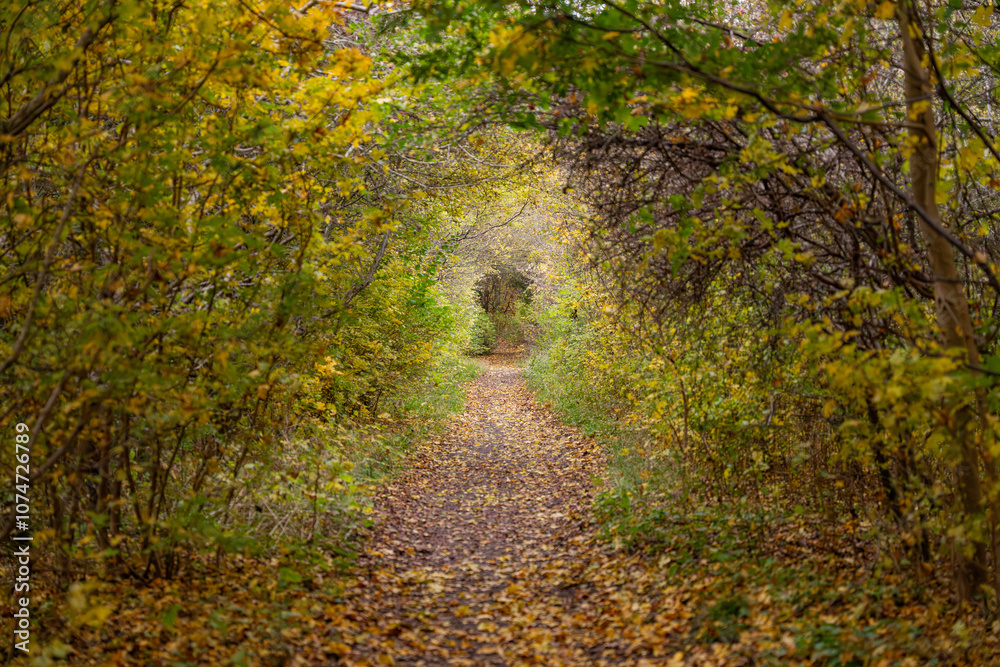 Obraz premium forêt en automne